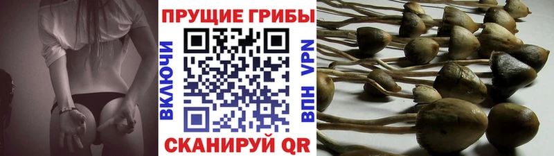 Псилоцибиновые грибы прущие грибы  где продают   Клинцы 
