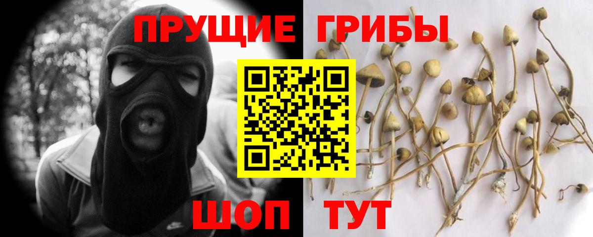 Галлюциногенные грибы Psilocybine cubensis  Вход с VPN  Клинцы 